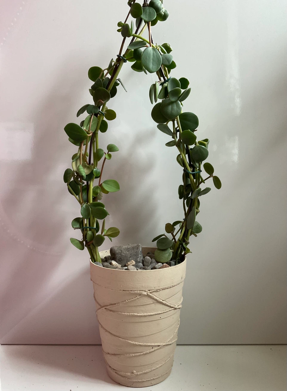 Rare Peperomia Hope Living Arch Topiary - Potted Indoor Plant