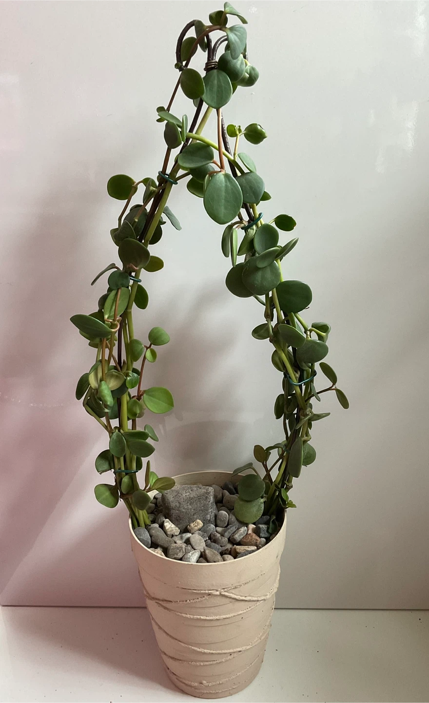 Rare Peperomia Hope Living Arch Topiary - Potted Indoor Plant - photo 2