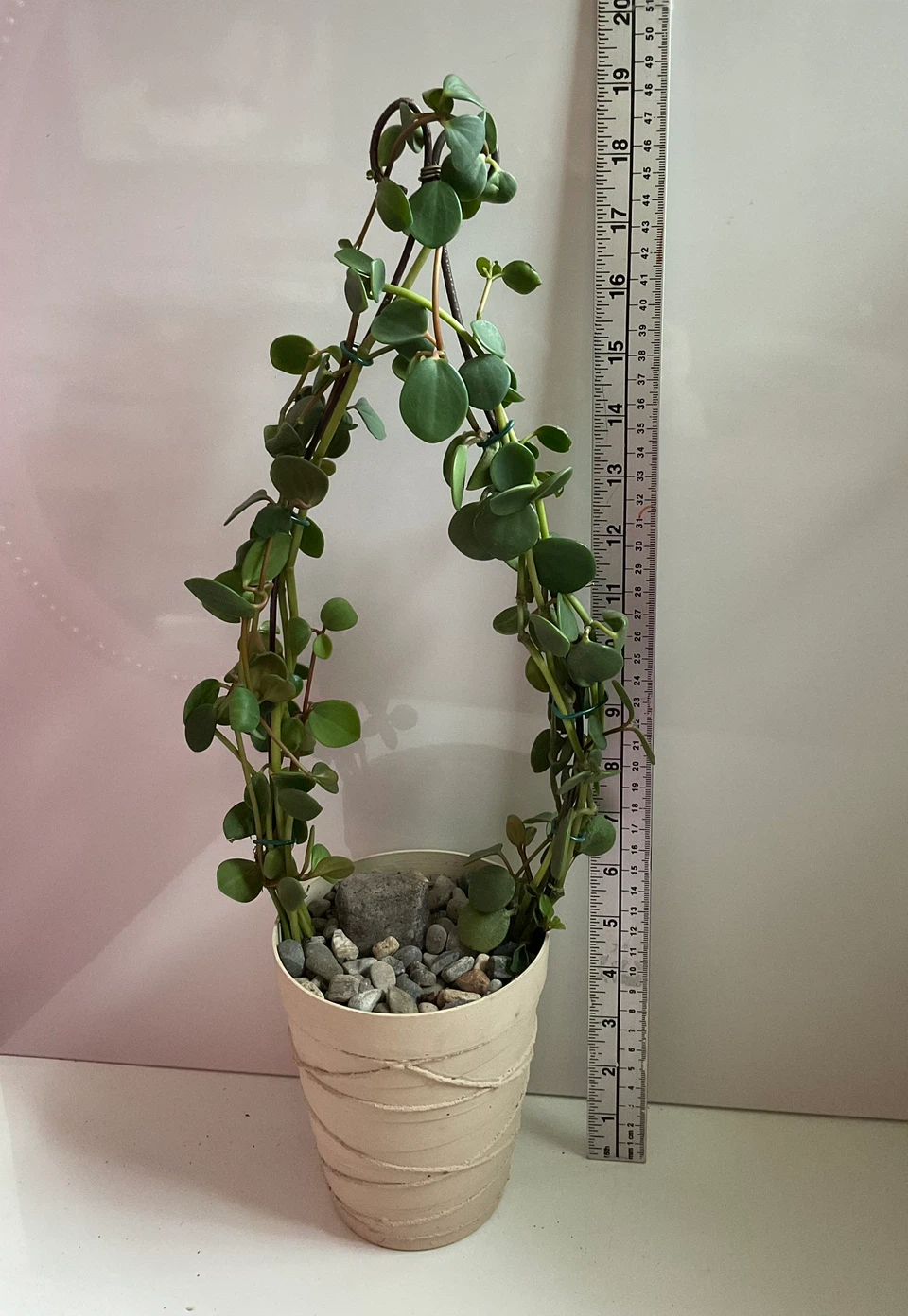 Rare Peperomia Hope Living Arch Topiary - Potted Indoor Plant - photo 3