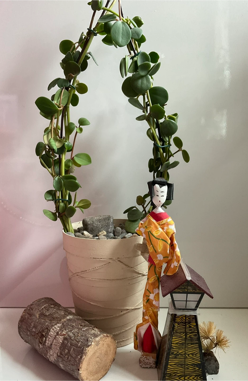 Rare Peperomia Hope Living Arch Topiary - Potted Indoor Plant - photo 4