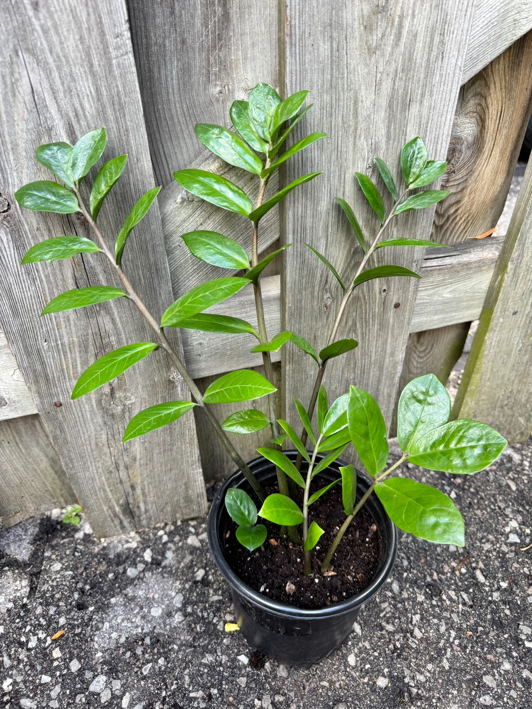 ZZ Plant Indoor Houseplant