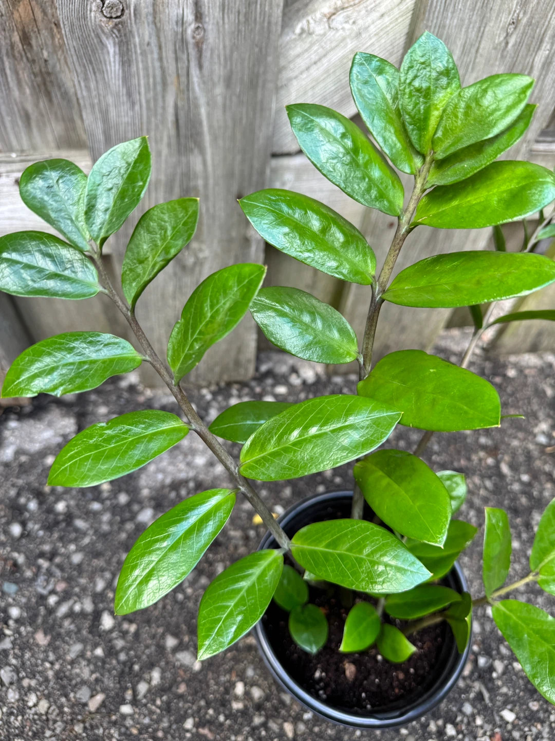 ZZ Plant Indoor Houseplant - photo 2