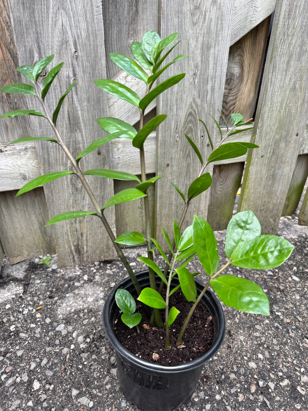 ZZ Plant Indoor Houseplant - photo 3