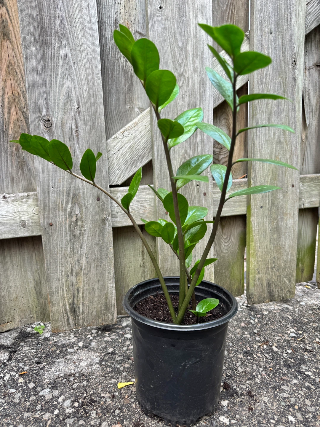 ZZ Plant Indoor Houseplant - photo 4