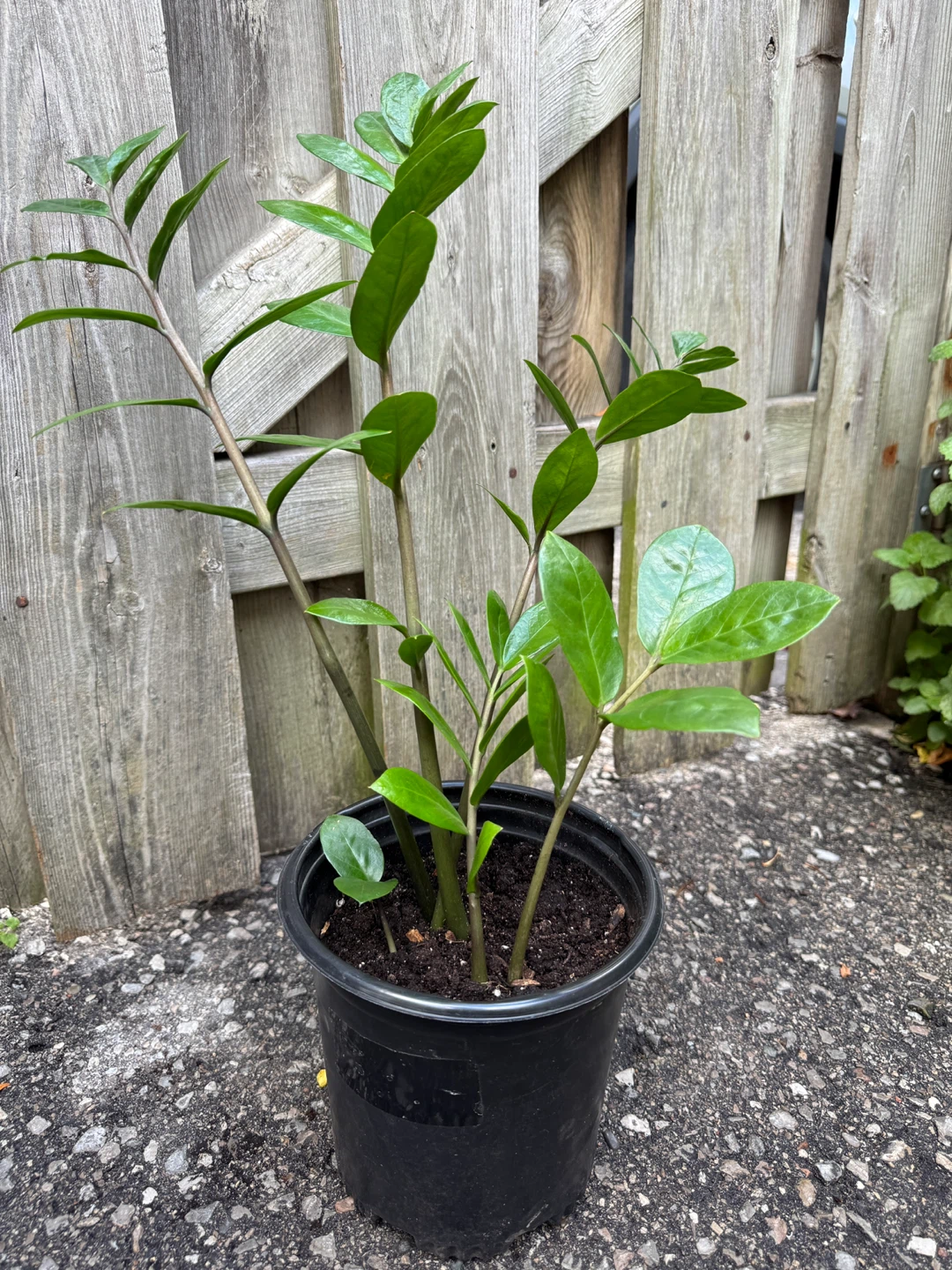 ZZ Plant Indoor Houseplant - photo 5