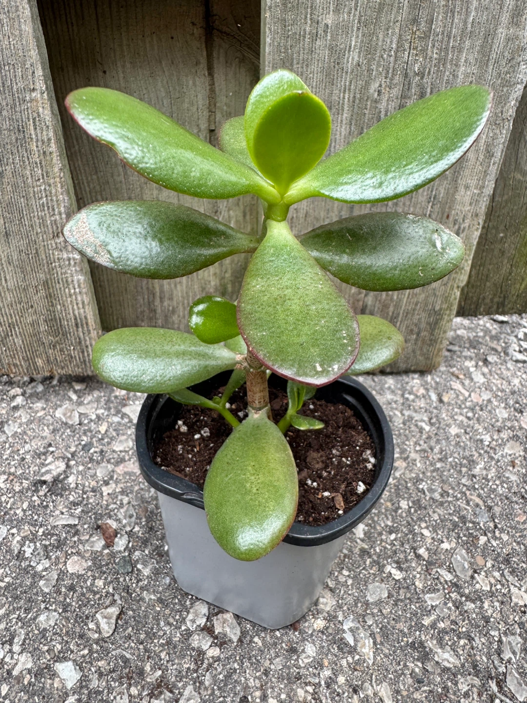 Jade Plant FULL SUN Required