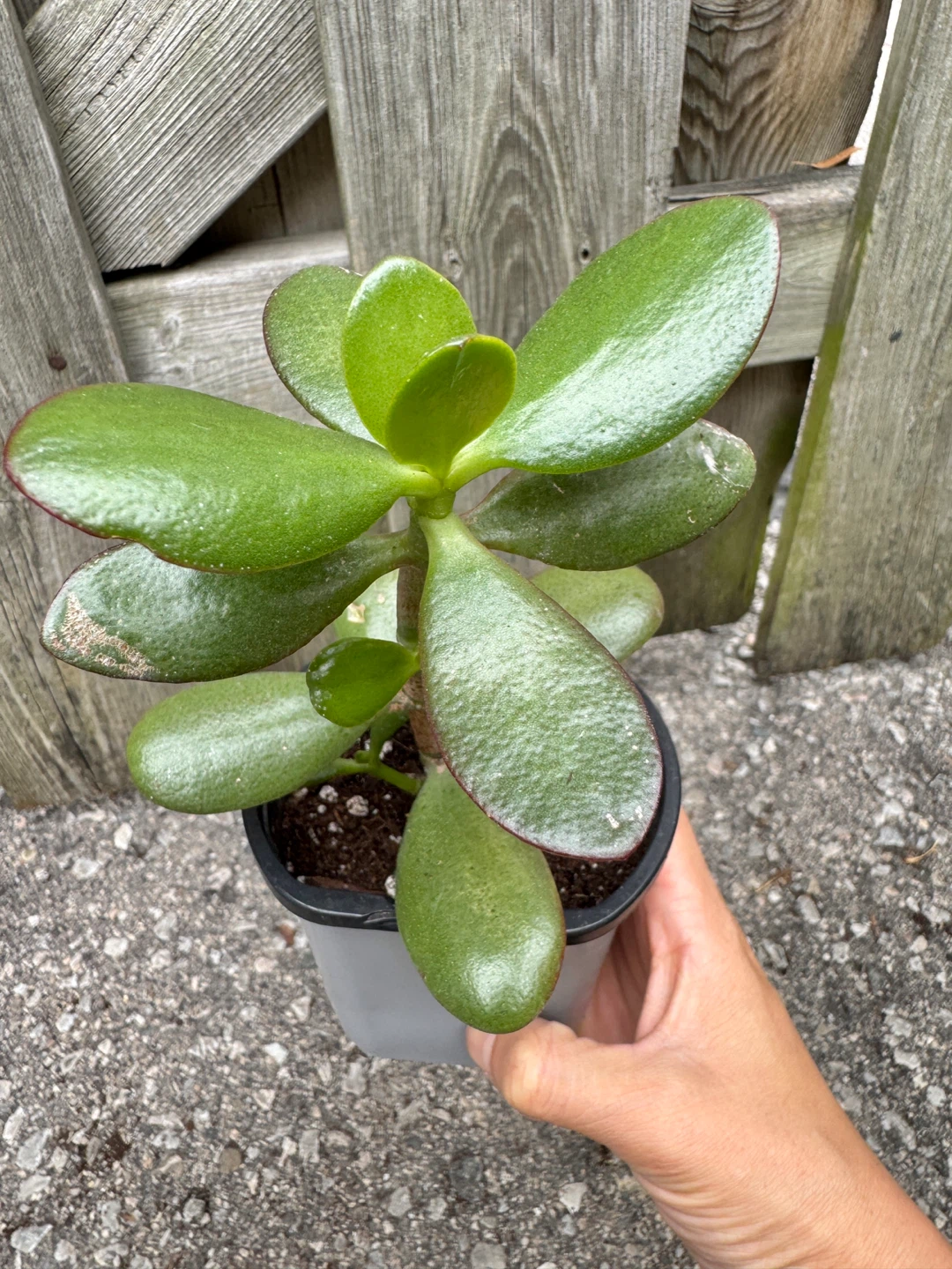 Jade Plant FULL SUN Required - photo 2