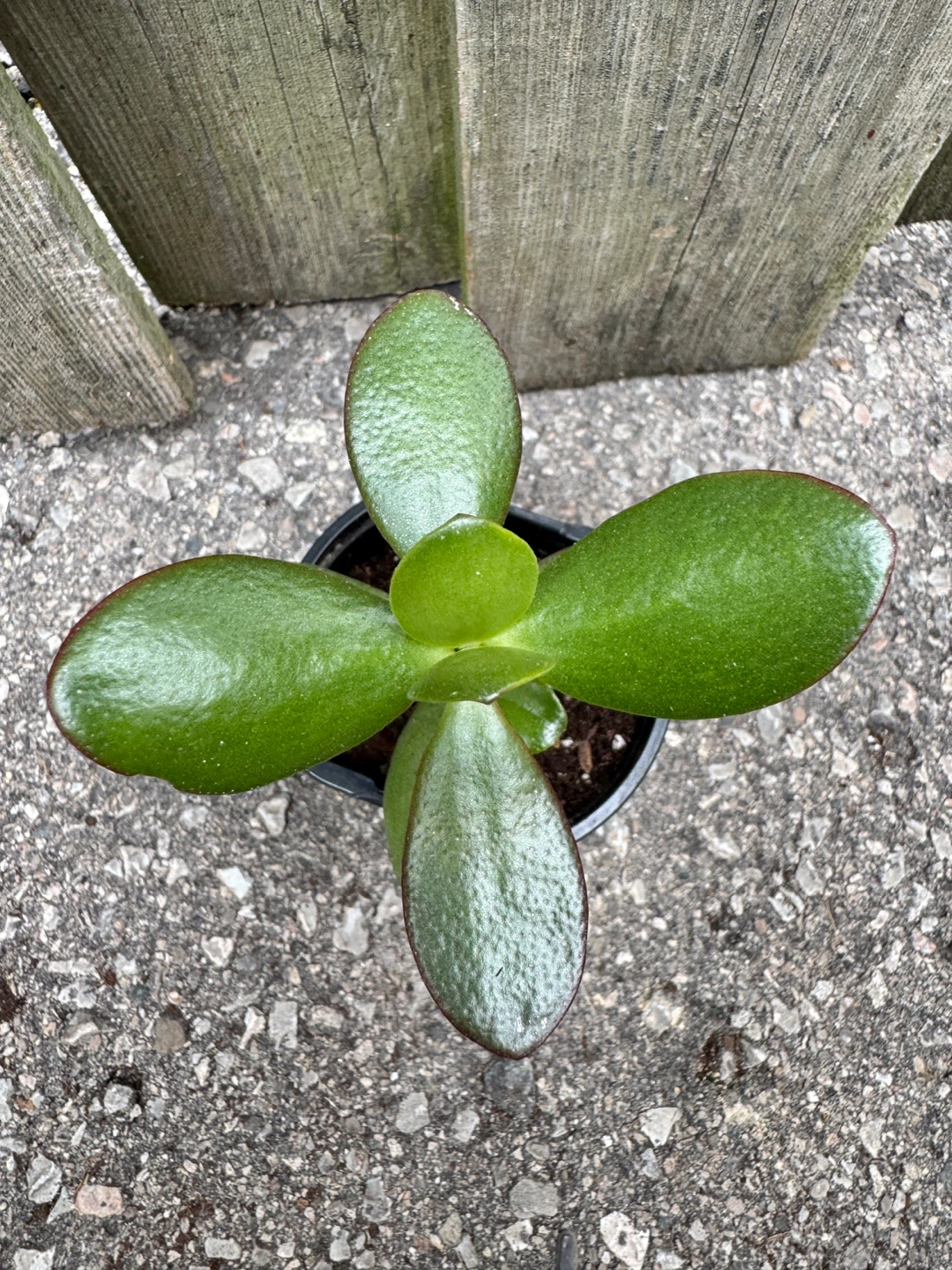 Jade Plant FULL SUN Required - photo 3