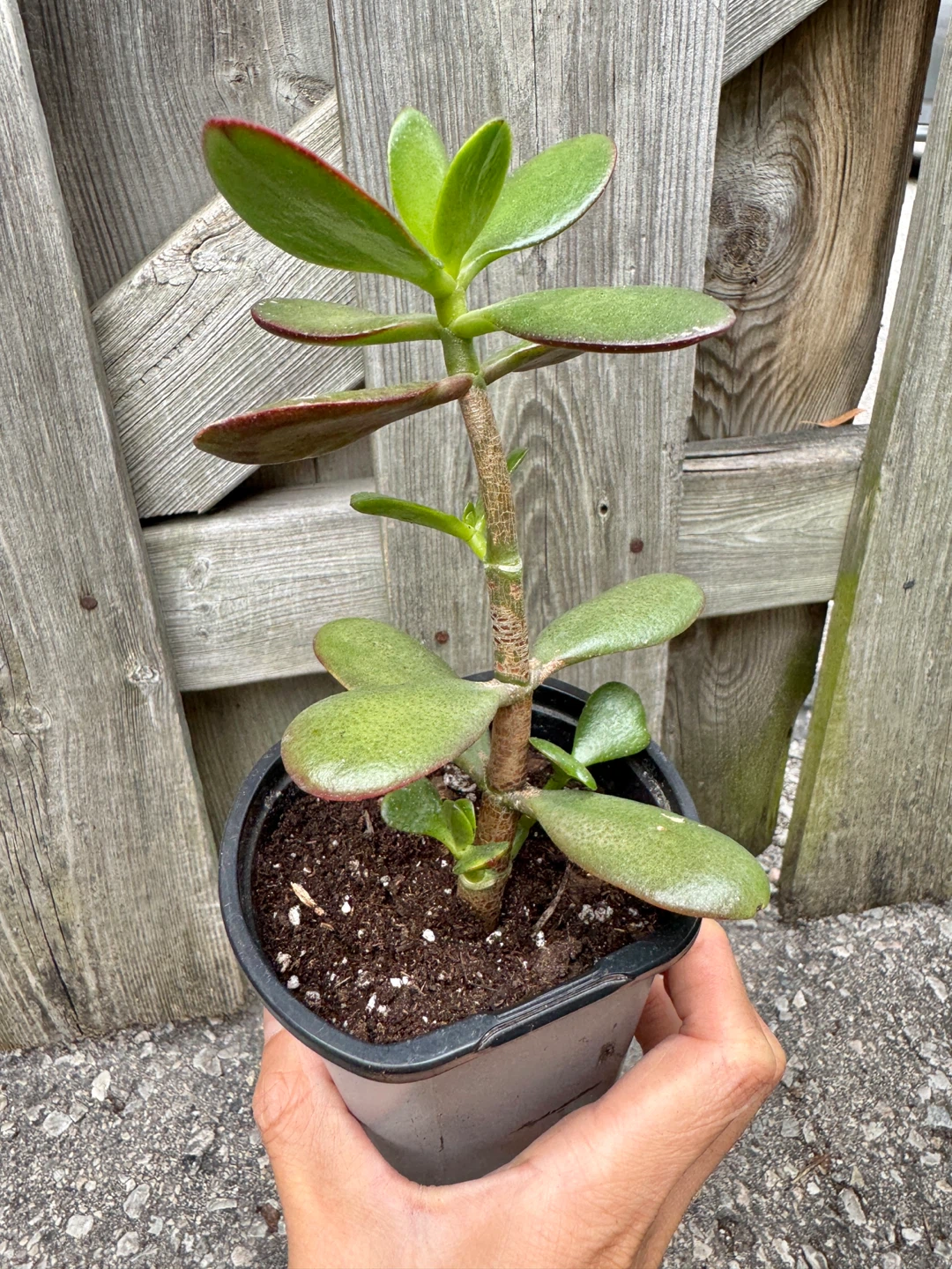 Jade Plant FULL SUN Required - photo 4