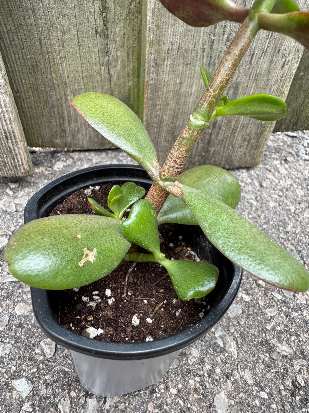 Jade Plant FULL SUN Required - photo 5