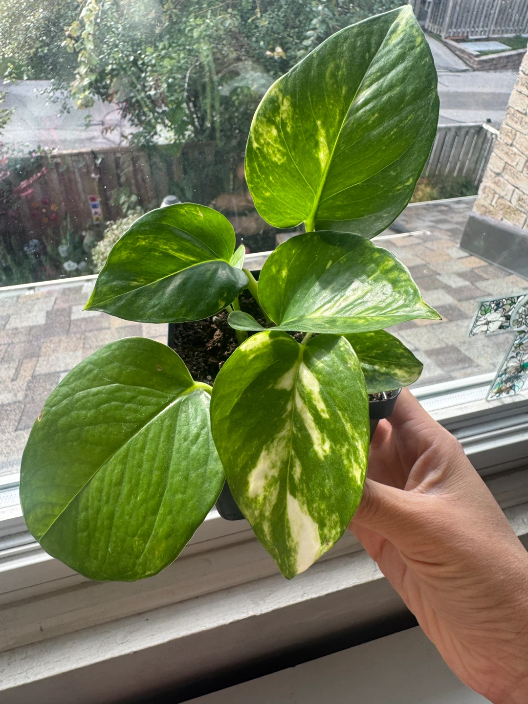 Pothos
