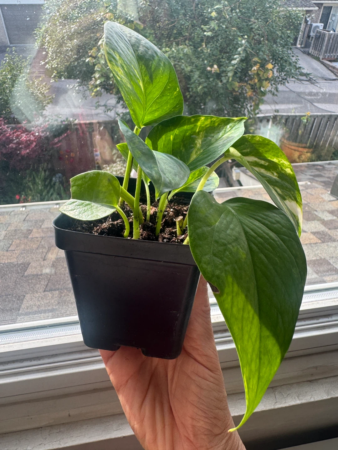 Pothos - photo 2