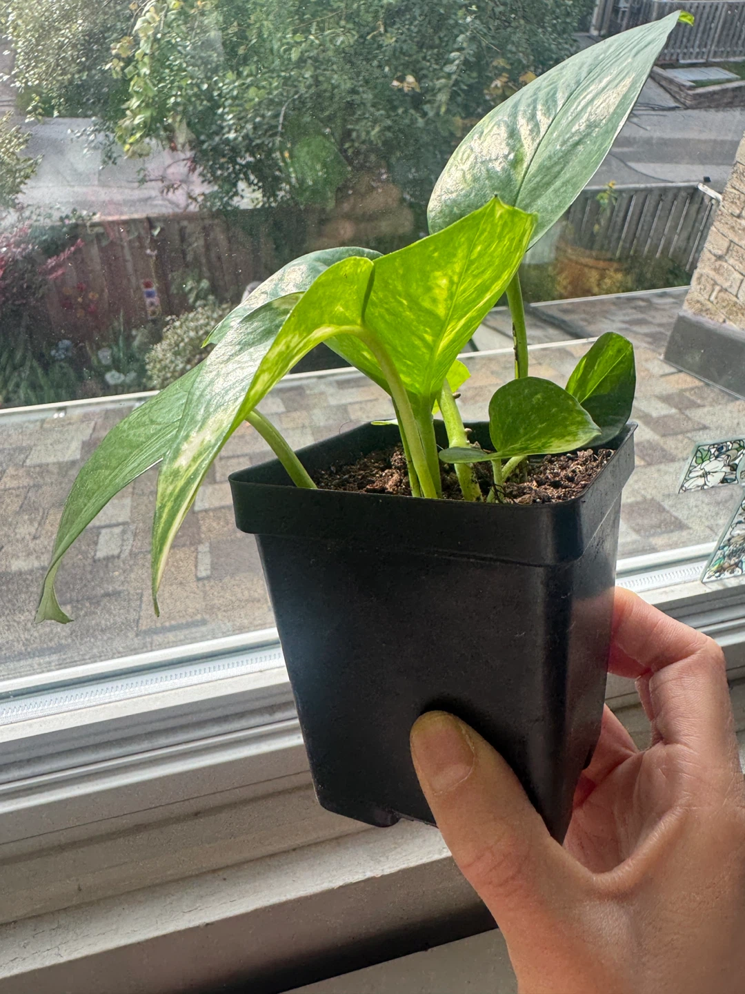 Pothos - photo 3