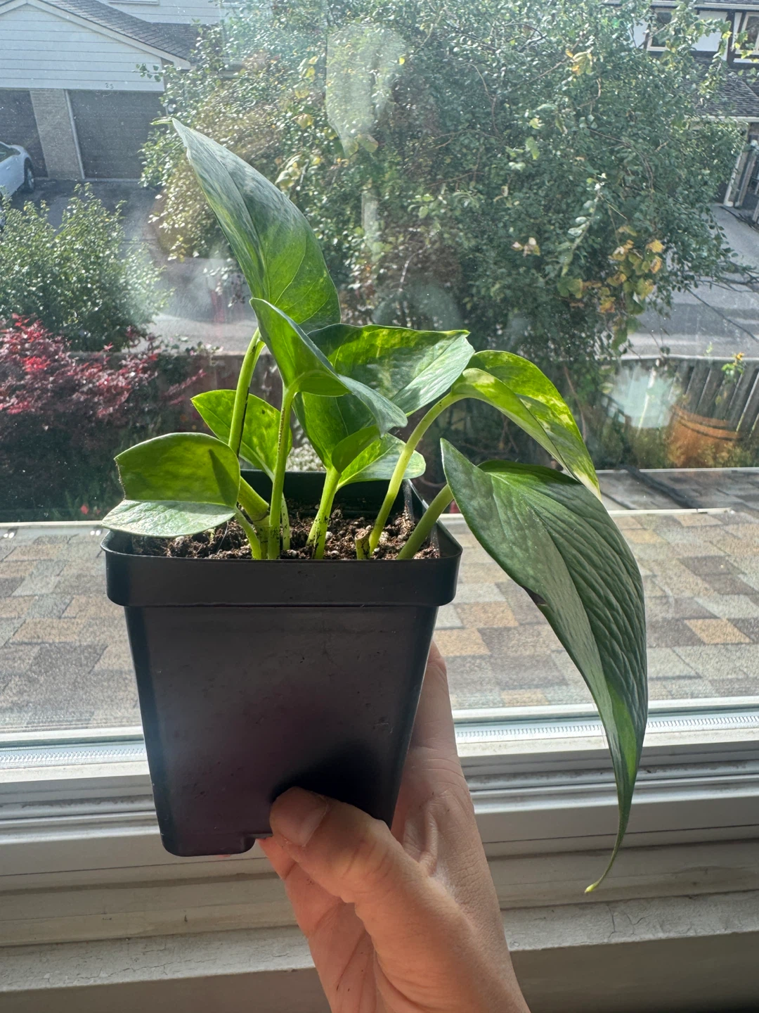 Pothos - photo 4