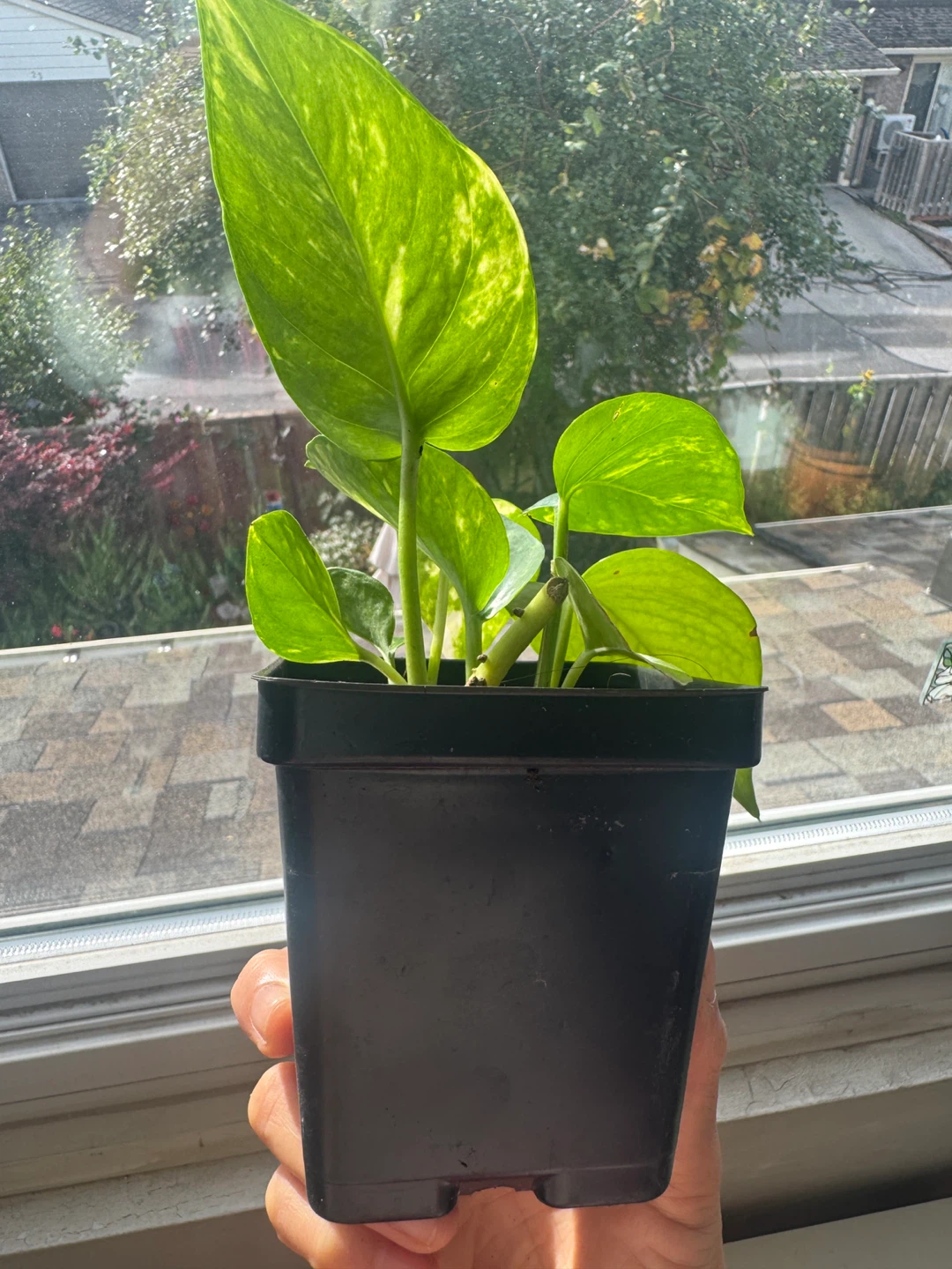 Pothos - photo 5