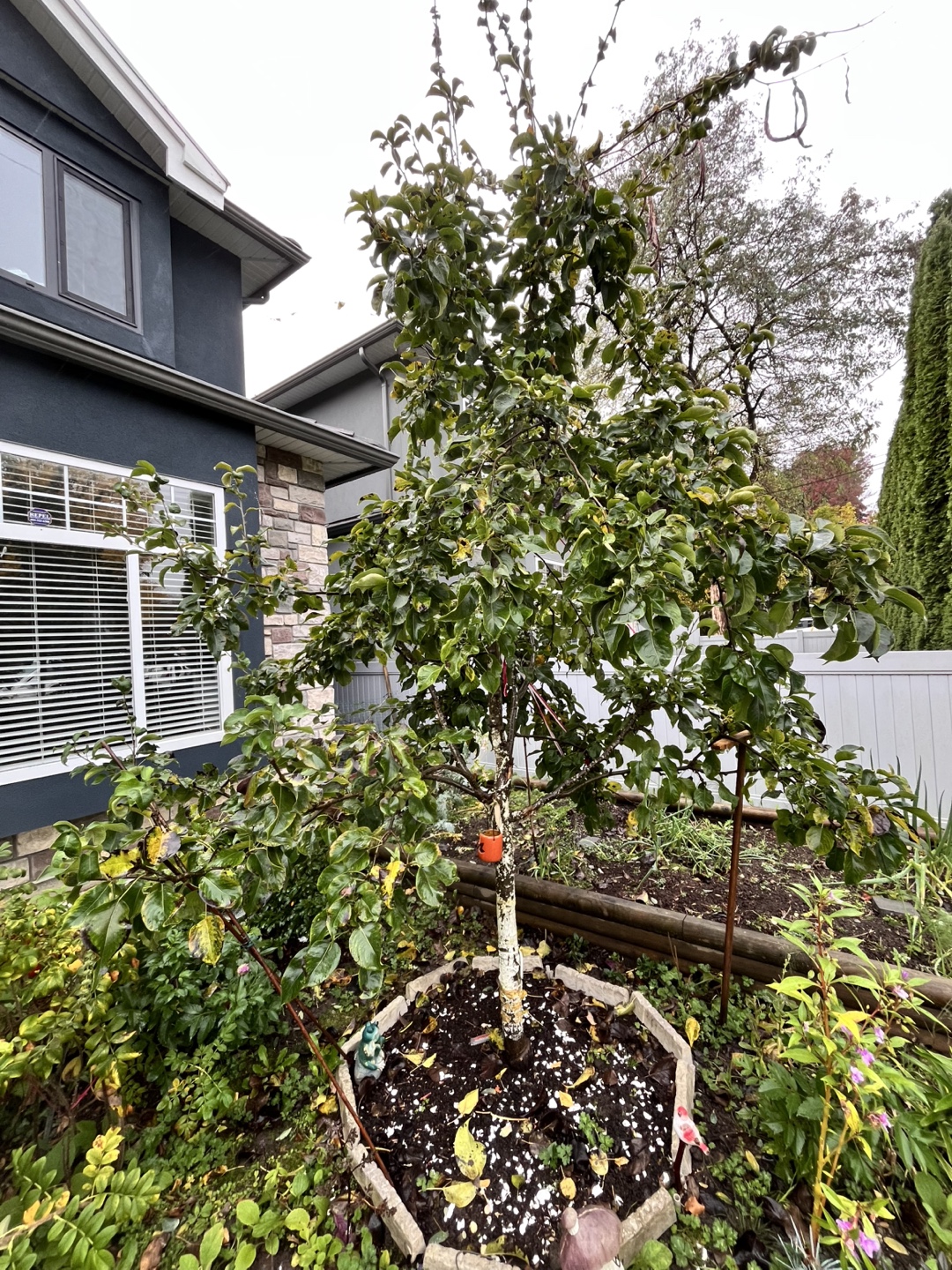 Healthy pear Tree