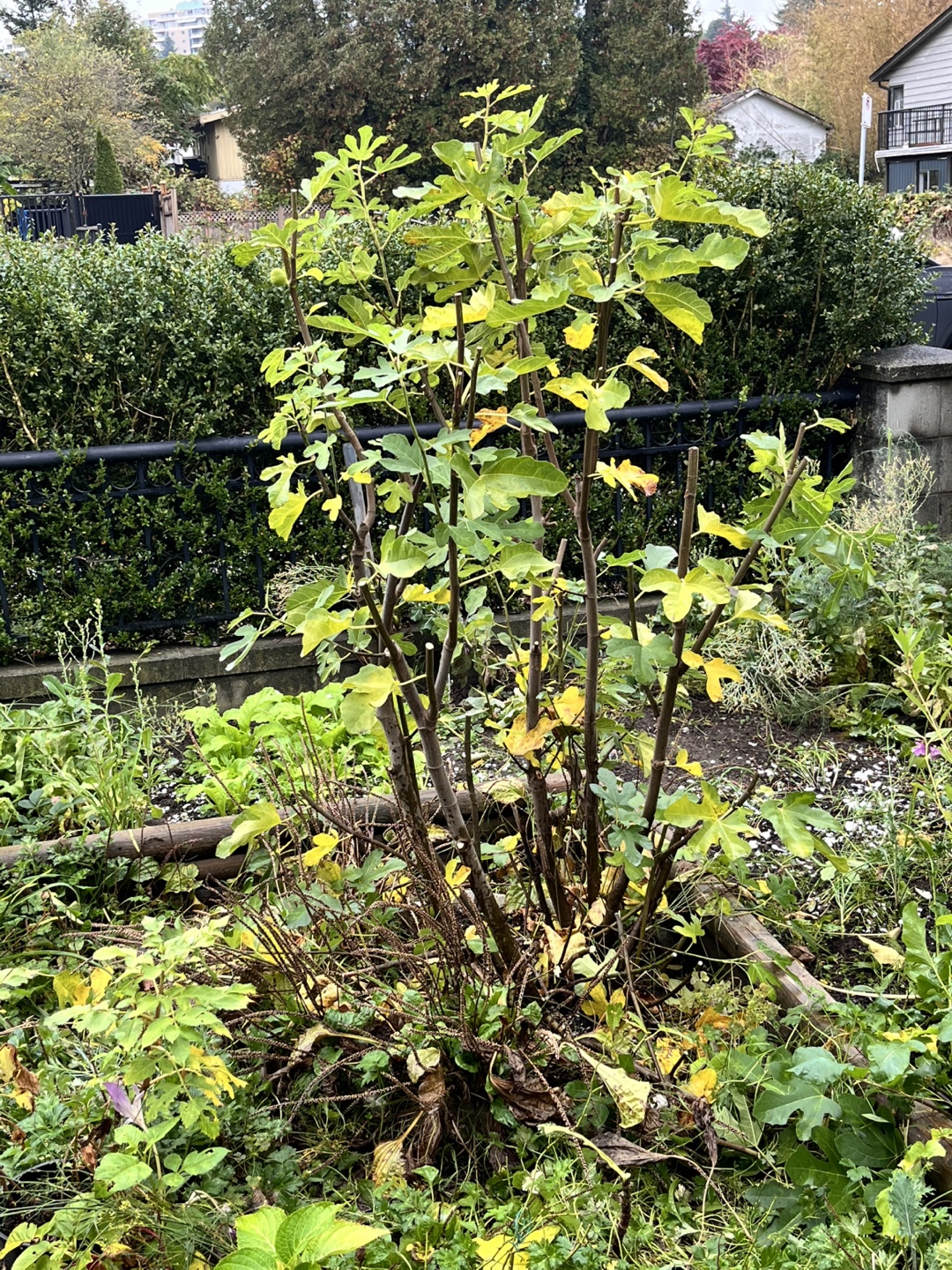 Fig Tree