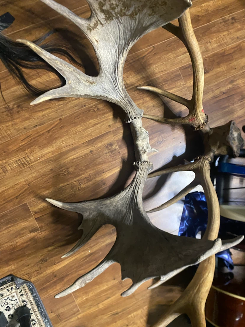 Elk Antlers