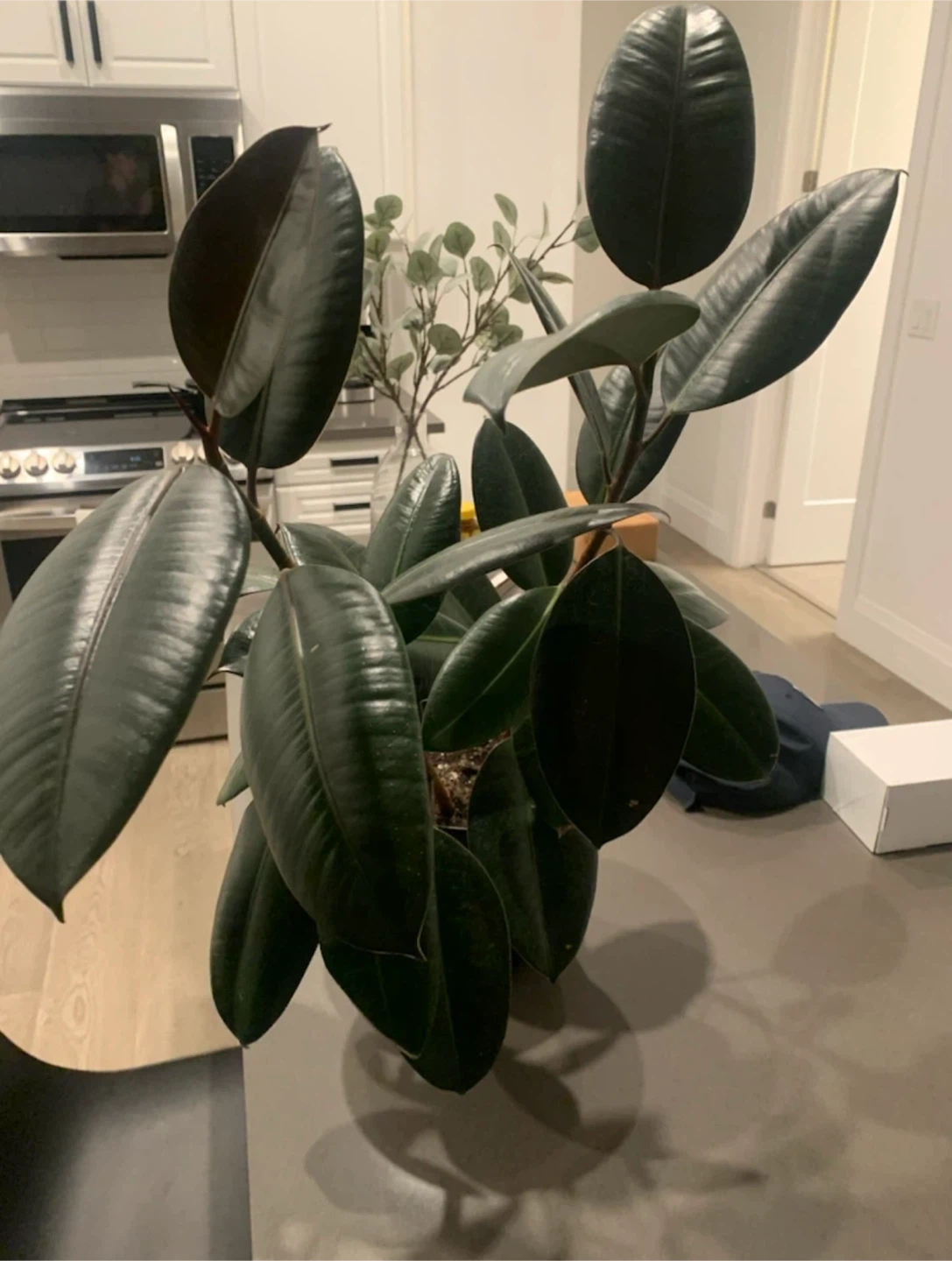 Rubber Plant