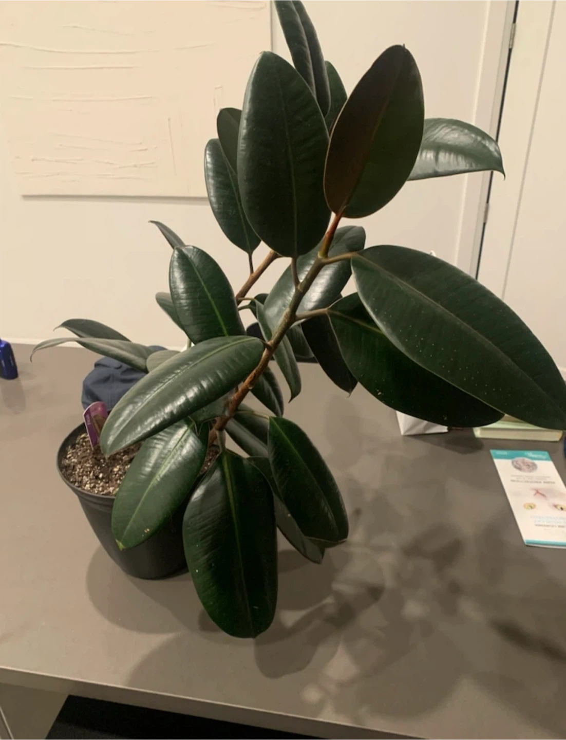 Rubber Plant - photo 2