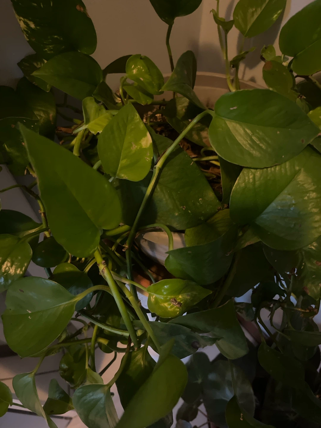 Pothos Houseplant in Pot