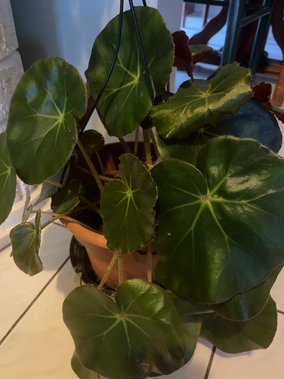 Beefsteak Begonia Houseplant