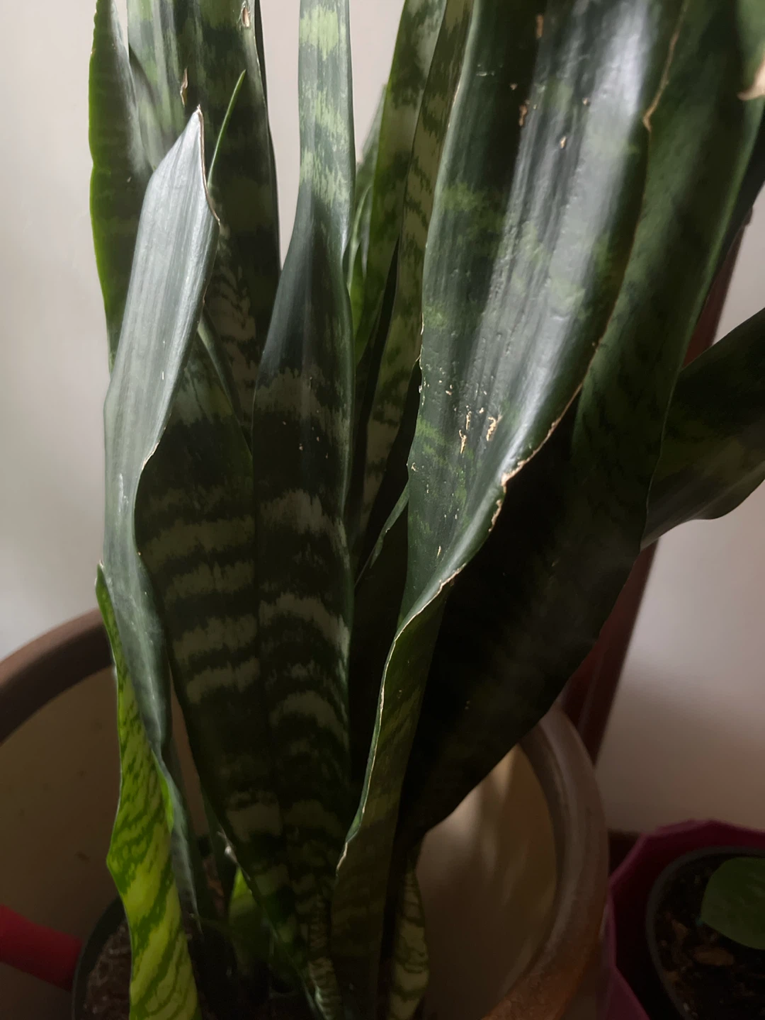 Snake Plant in Pot