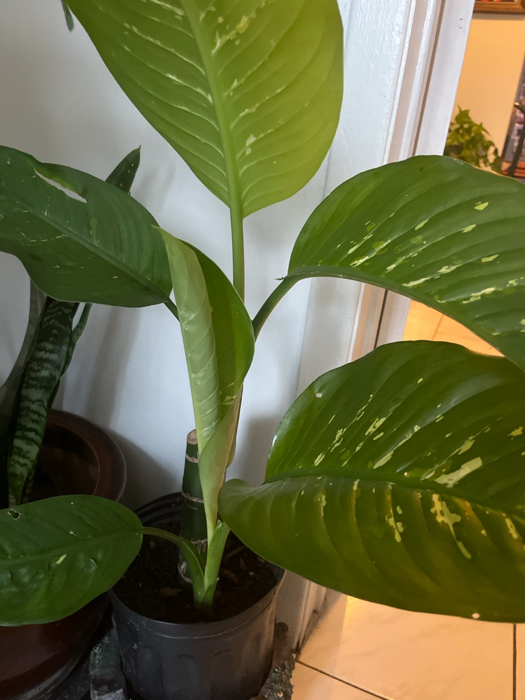 Dieffenbachia houseplant