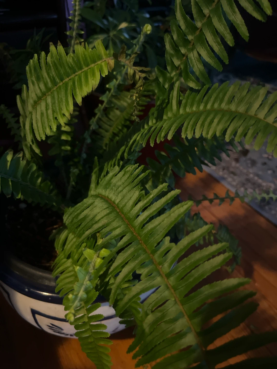 Boston Fern in plastic Pot
