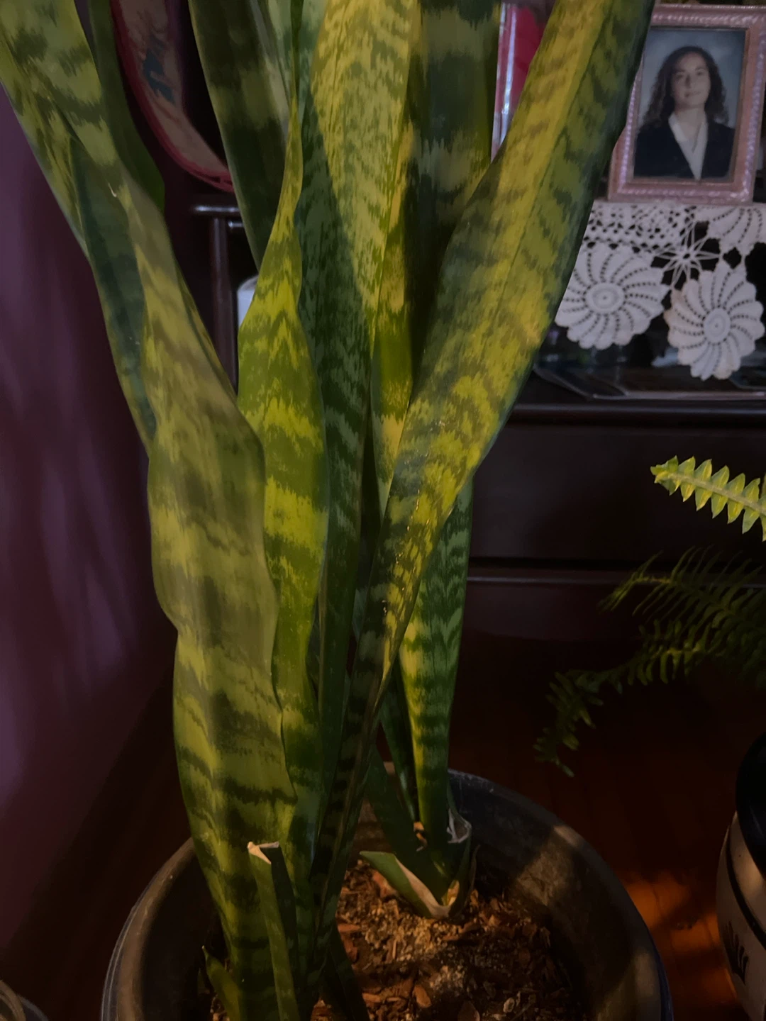 Snake Plant in Pot