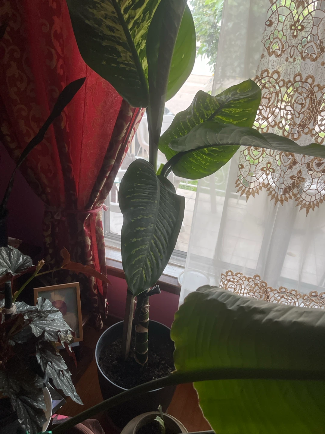 Dieffenbachia Houseplant
