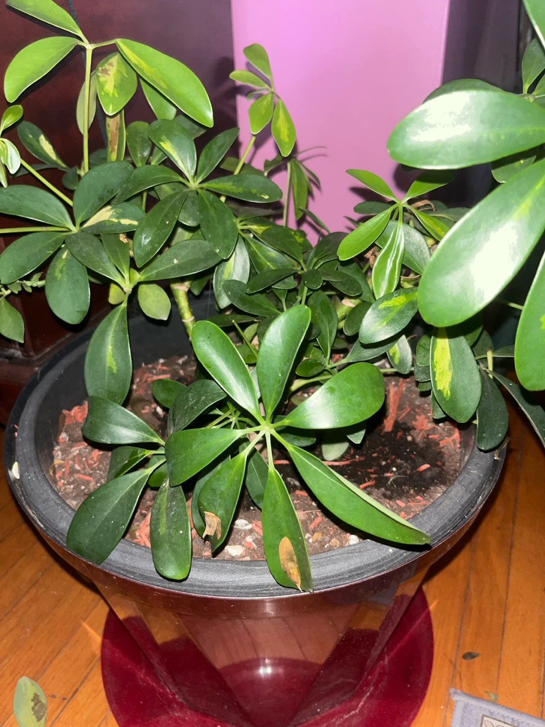 Variegated Schefflera Plant