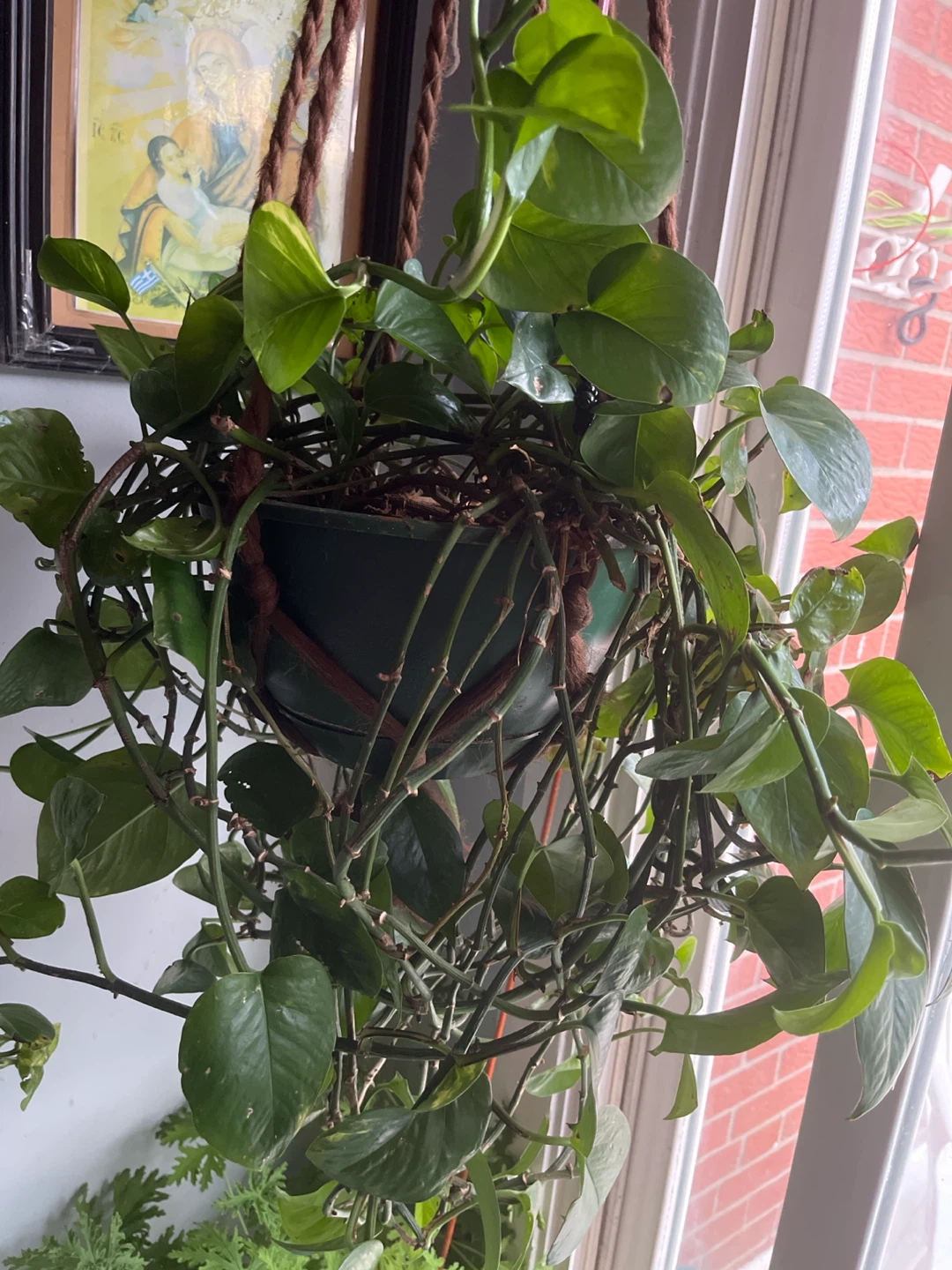 Pothos Hanging Plant