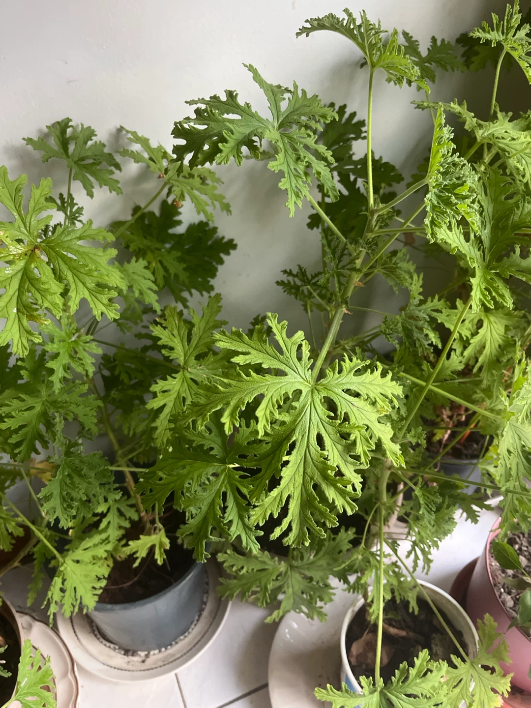 Citronella Scented Geranium Plant