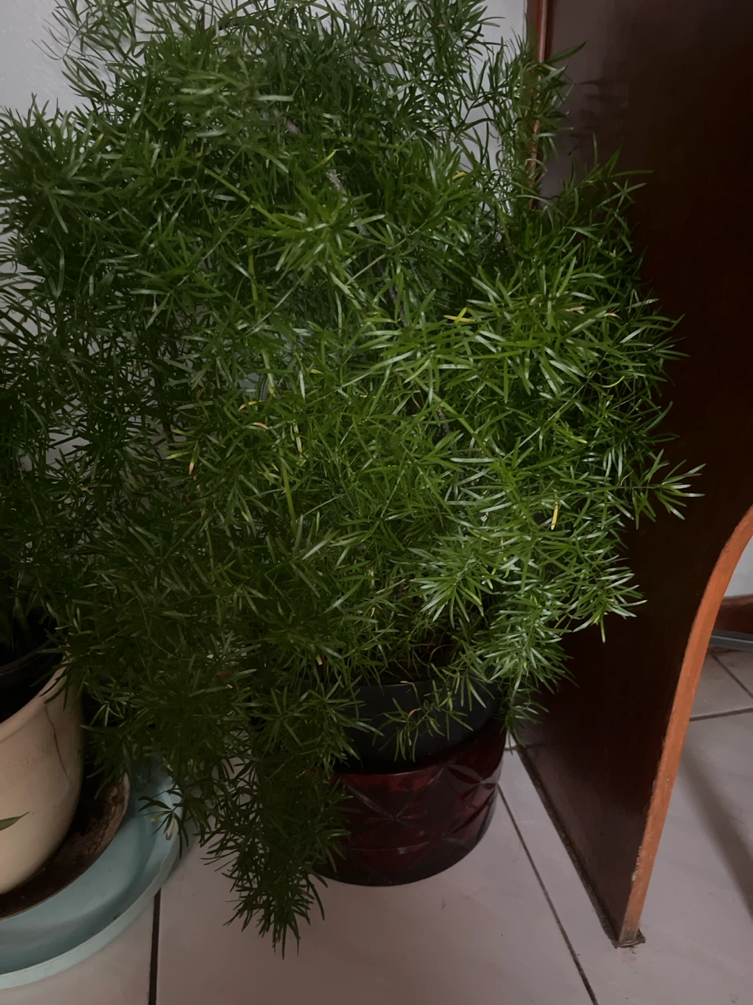 Asparagus Fern in Decorative Pot