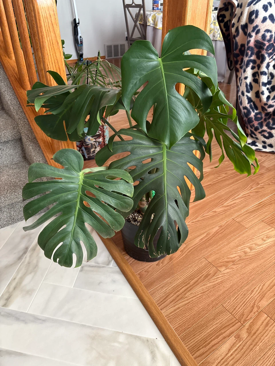 Monstera Deliciosa Plant