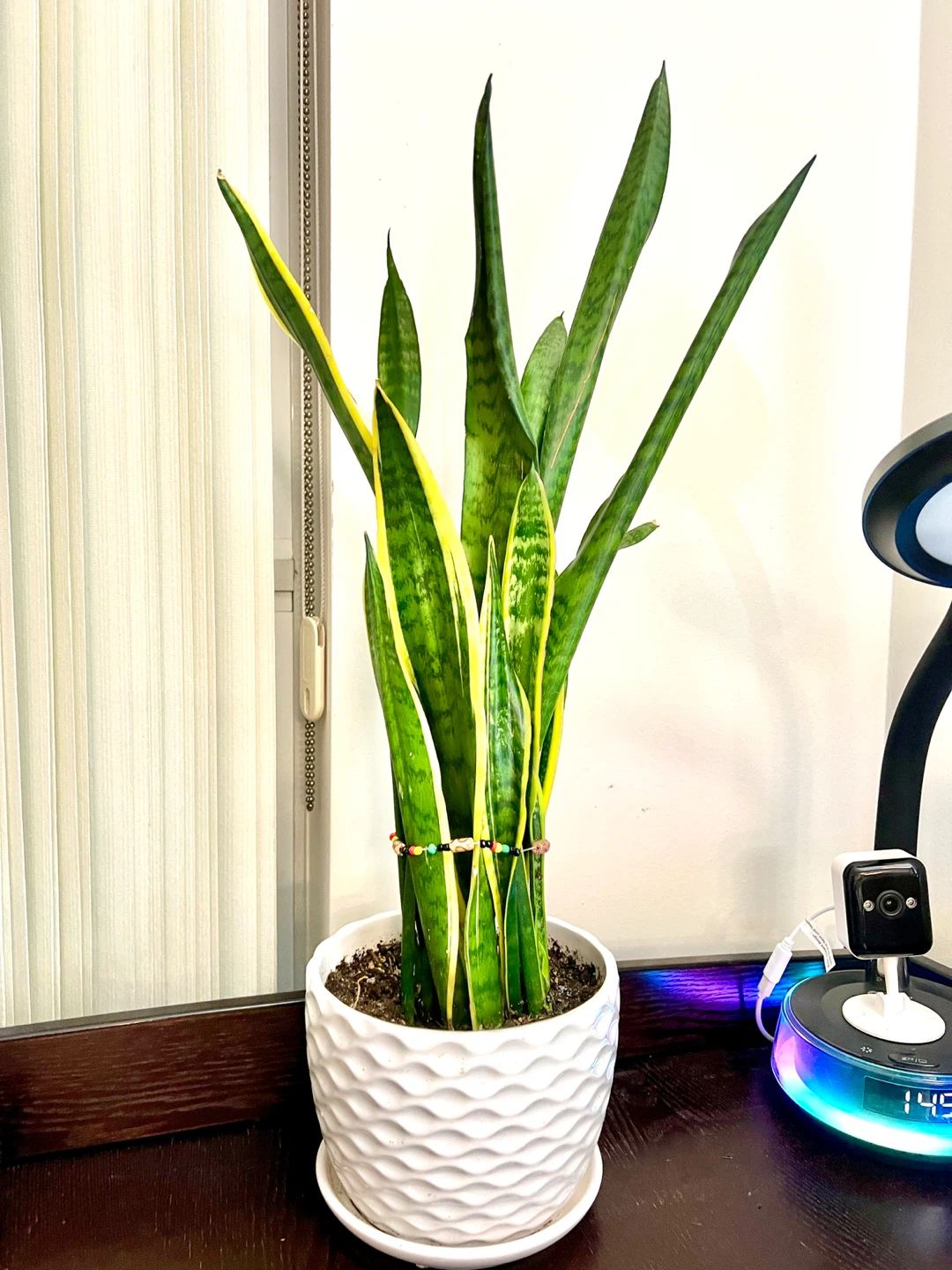 Snake Plant in Textured White Ceramic Pot