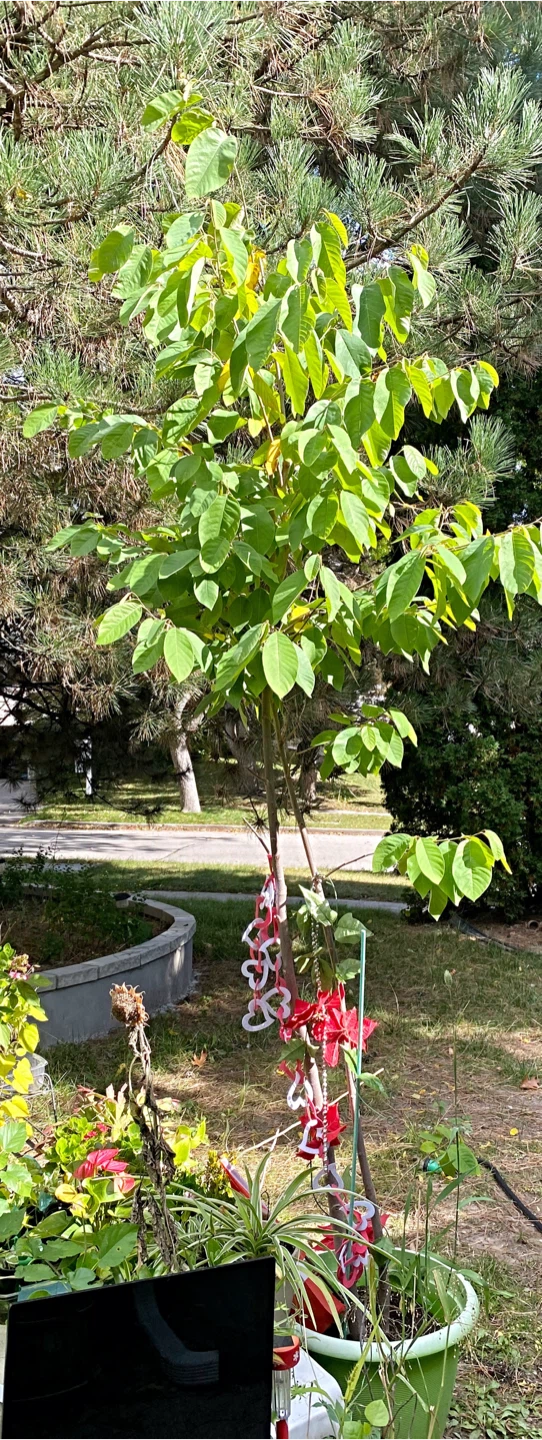 Sugar apple tree - photo 2