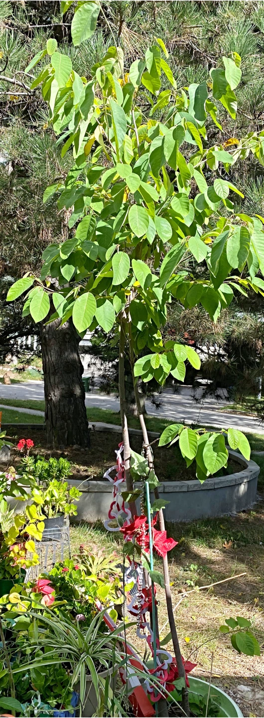 Sugar apple tree - photo 3