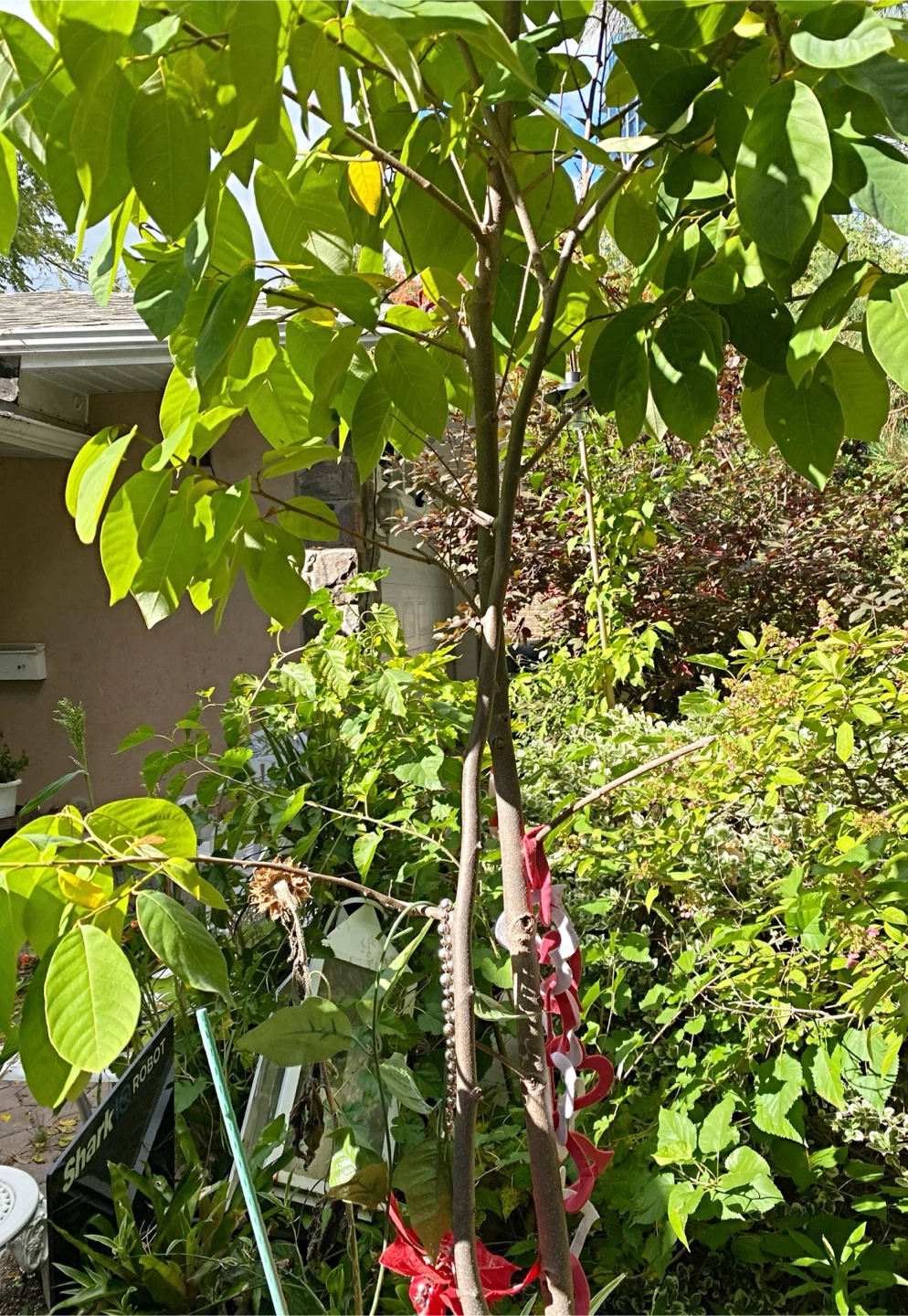 Sugar apple tree