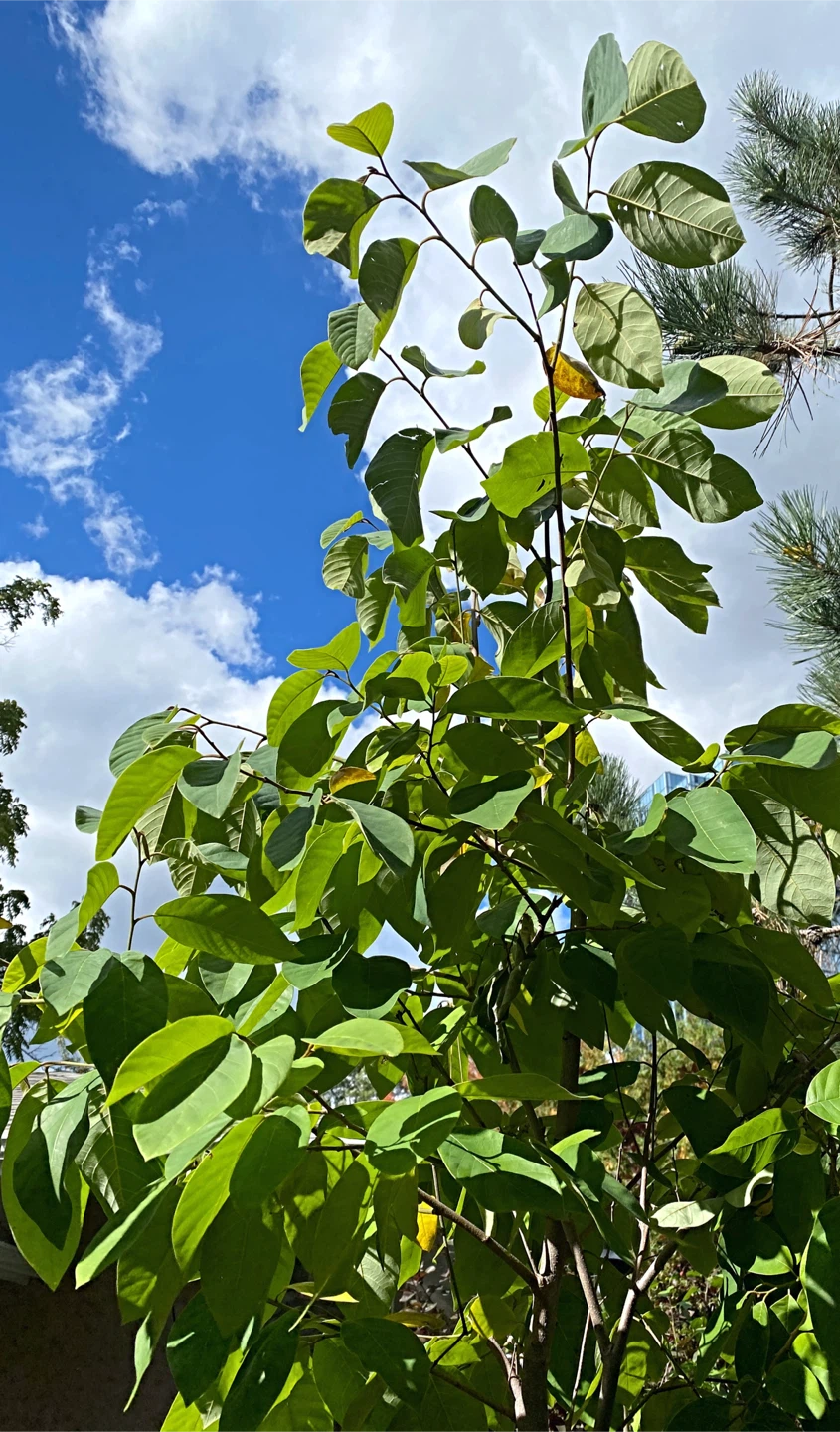 Sugar apple tree - photo 5