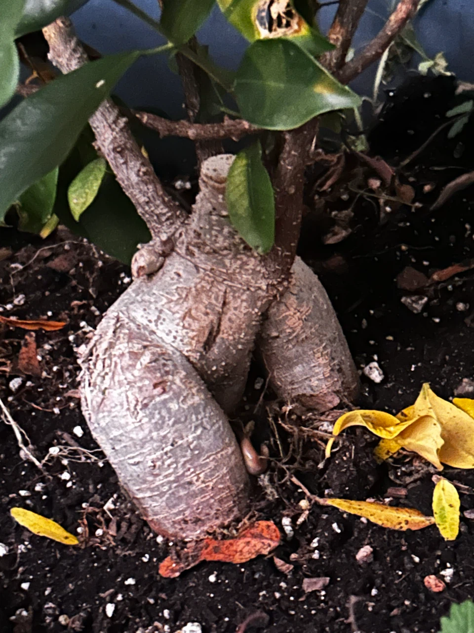 Ginseng Ficus Bonsai Tree in Planter