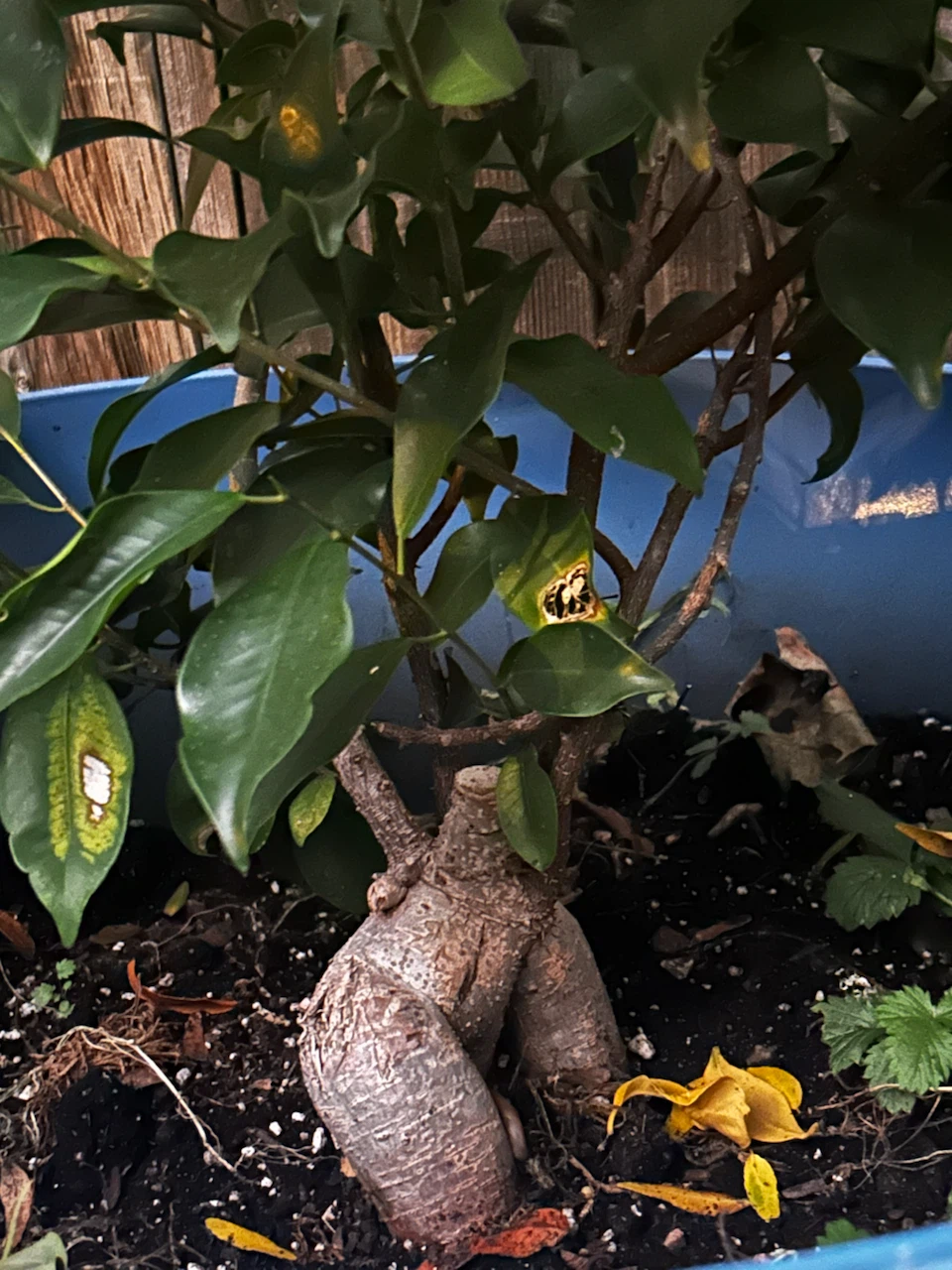 Ginseng Ficus Bonsai Tree in Planter - photo 2