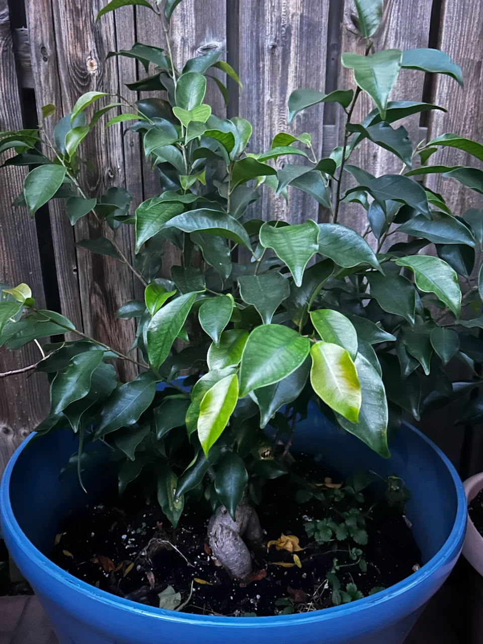 Ginseng Ficus Bonsai Tree in Planter - photo 3