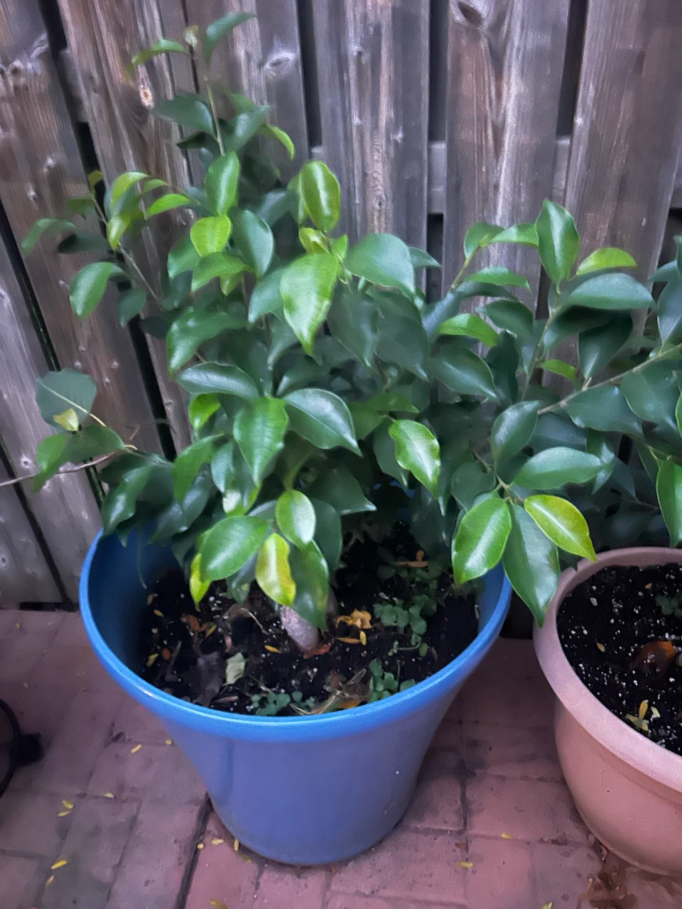 Ginseng Ficus Bonsai Tree in Planter - photo 4