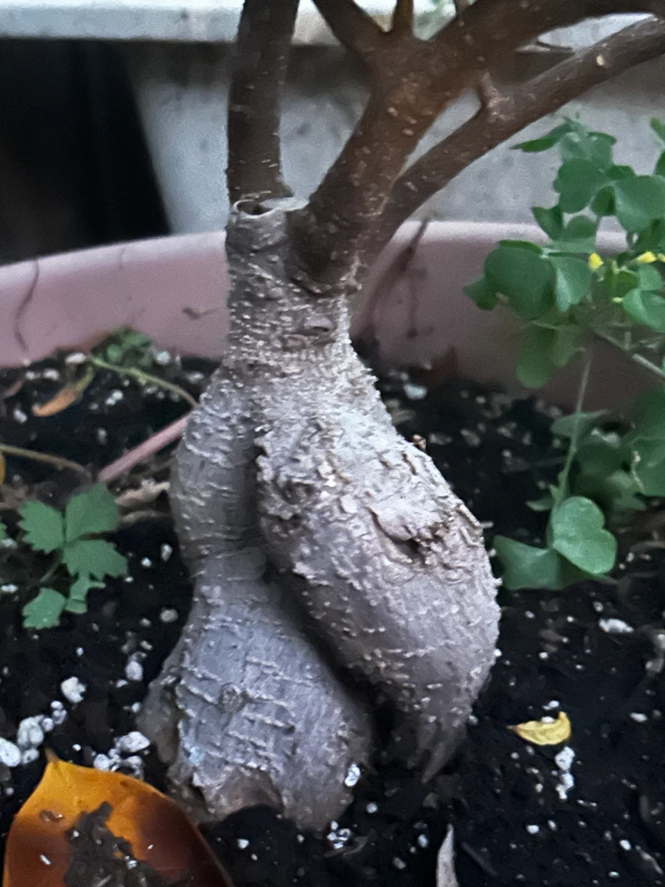 Ficus Ginseng Bonsai Tree
