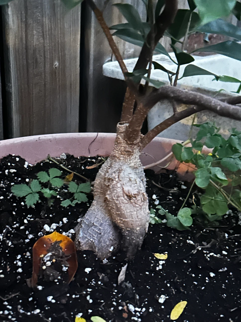 Ficus Ginseng Bonsai Tree - photo 2