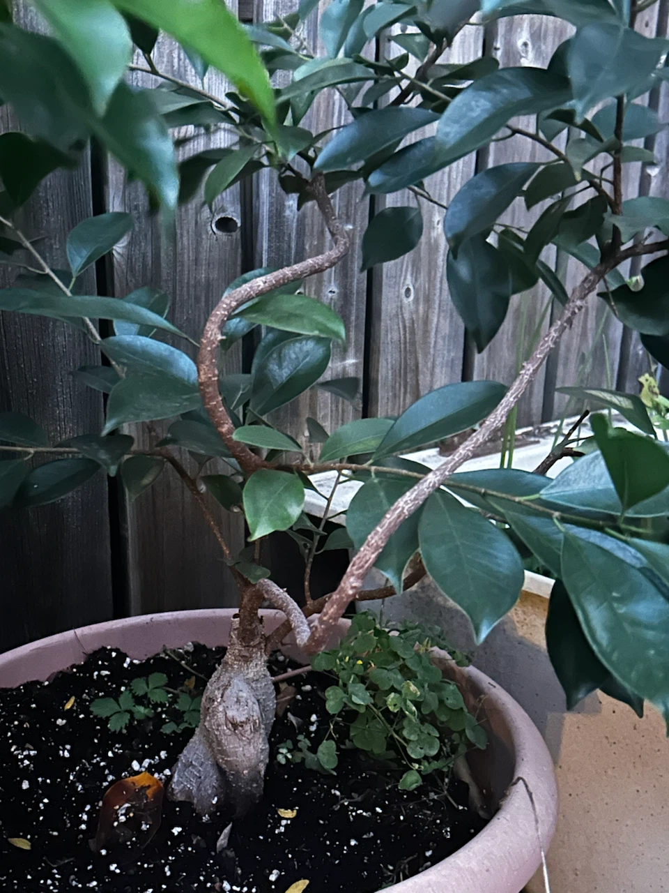 Ficus Ginseng Bonsai Tree - photo 3