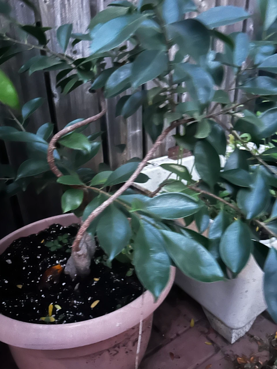 Ficus Ginseng Bonsai Tree - photo 4