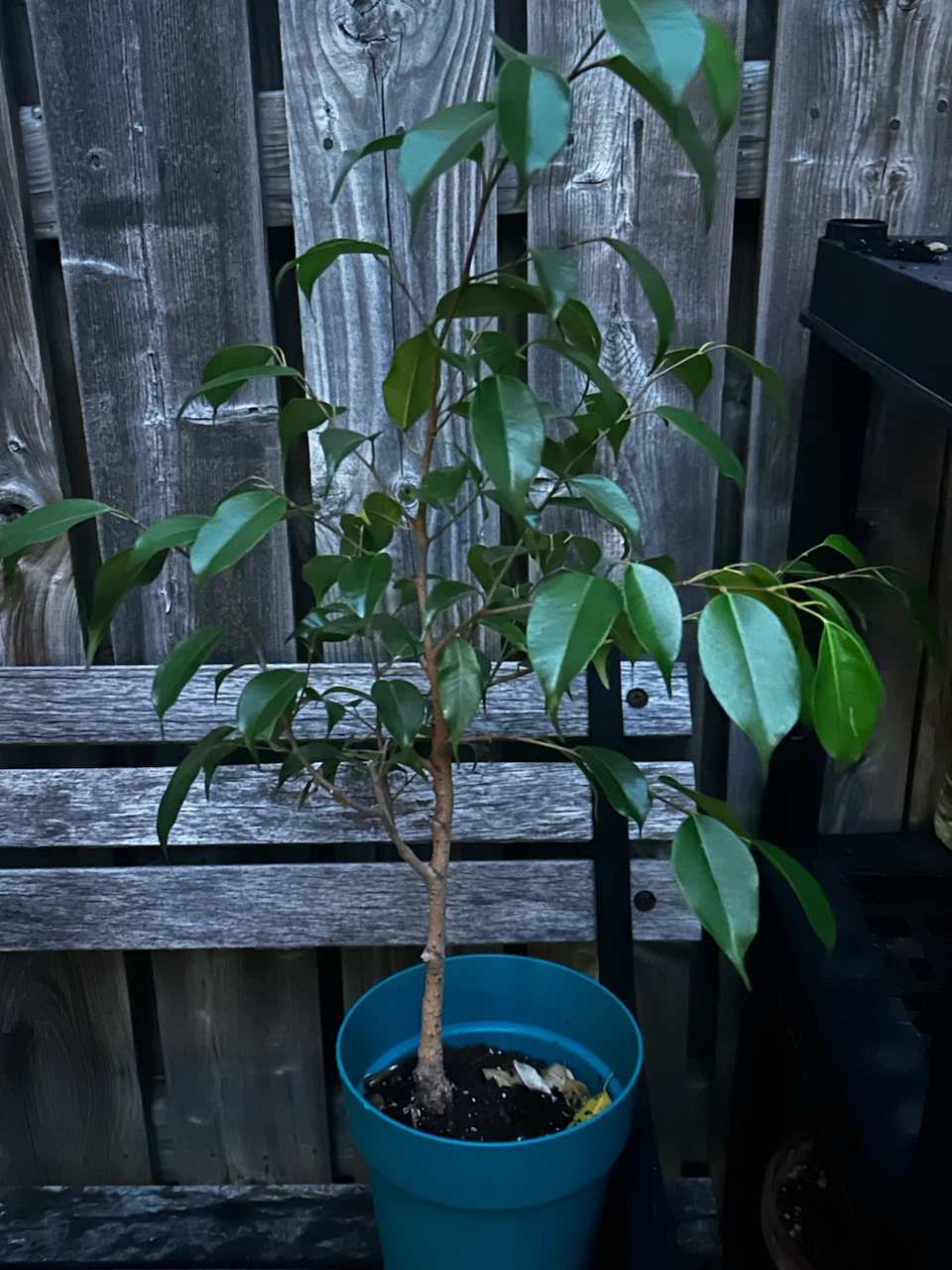 Ficus Benjamina houseplant in blue pot